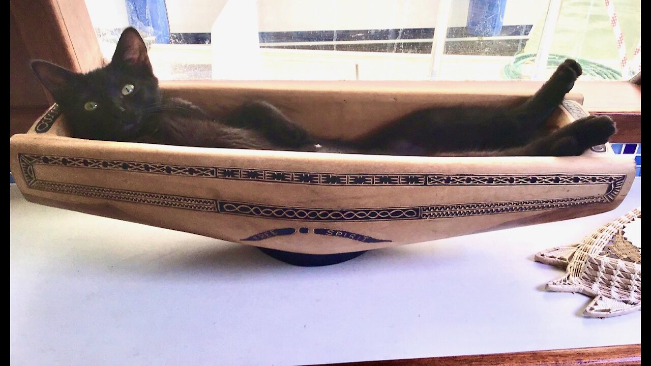 Gizmo The Cat