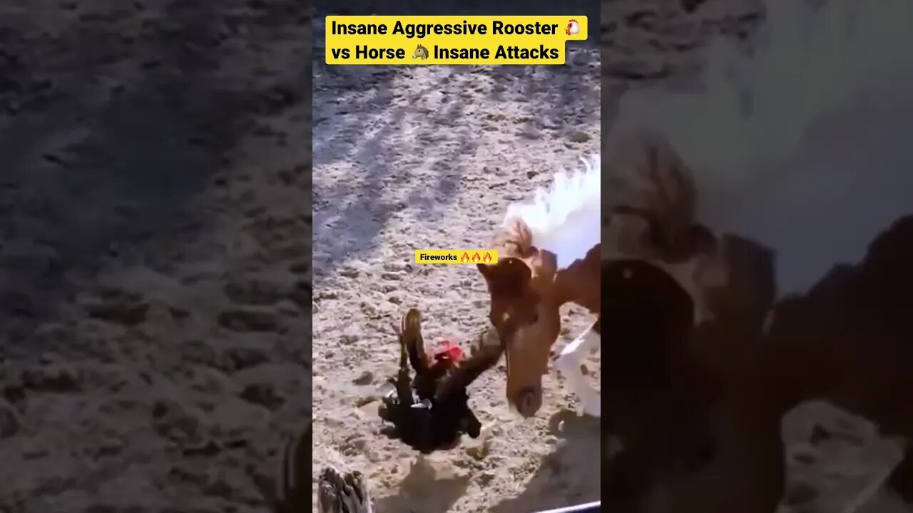 Insane Aggressive Rooster 🐔vs Horse 🐴 Insane Attacks #shorts #animals #rooster #horse #pets