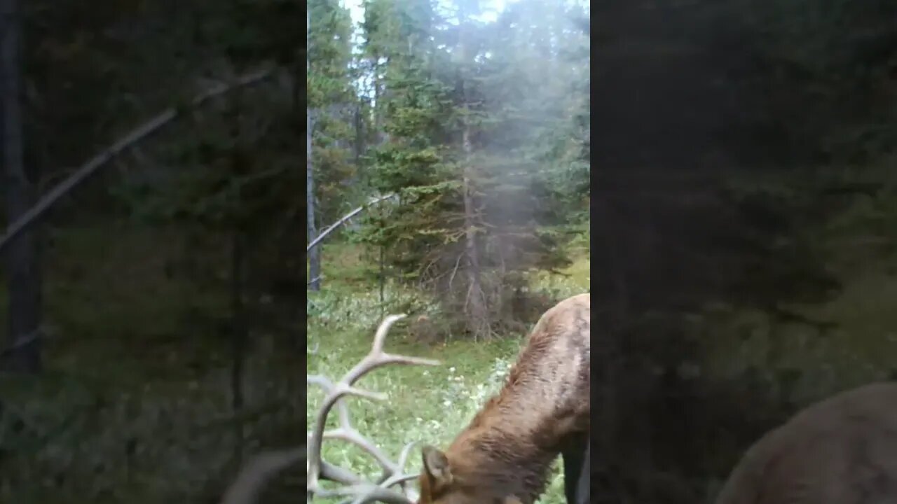 Bull Elk Fight!