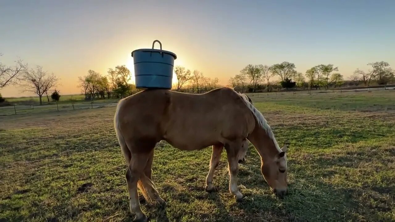 Sacking Out & Desensitizing Horses While They Have Their Morning Breakfast