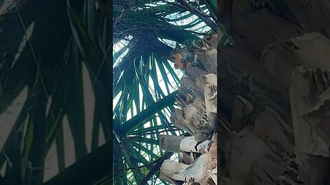 Squirrelly