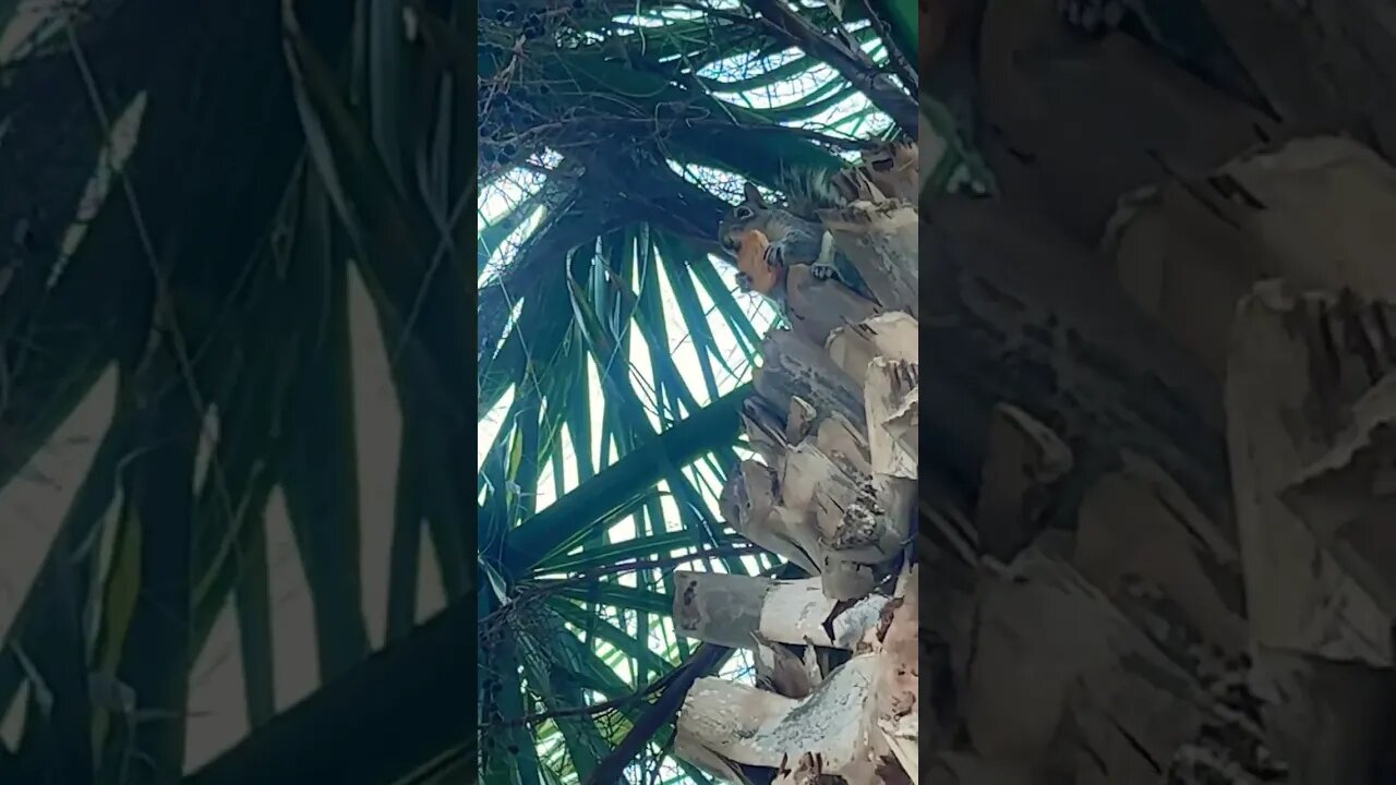 Squirrelly