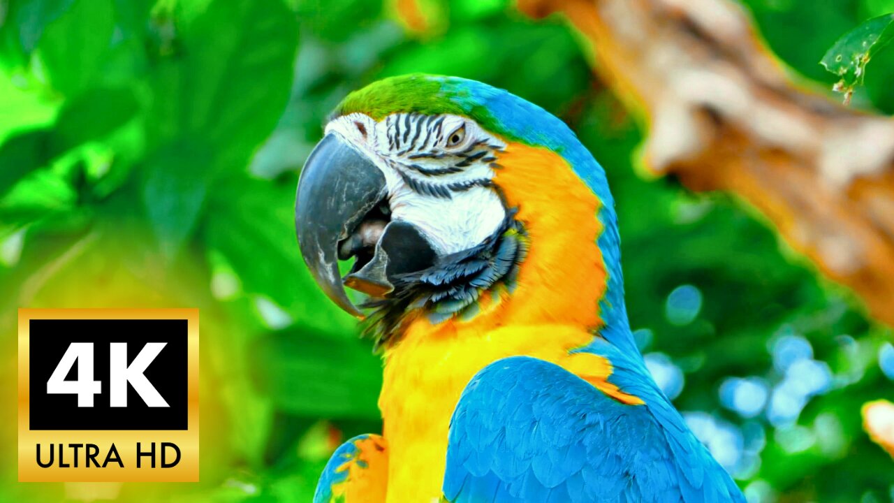 Amazing Animals 4K (Birds) Animals That Call The Jungle Home | Rainforest |Scenic Relaxation Film