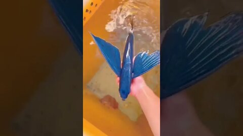 amazing video 😍😍😍 | amazing views video 😳😳 | natural amazing video ❤ whatsapp comedy #shorts