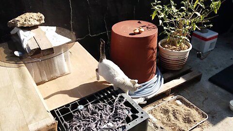 A kitten who wants to play.(77day old cat -part5)