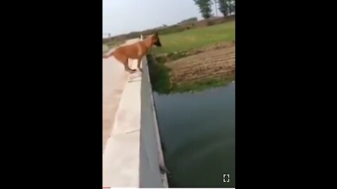 Dog Saves Owner