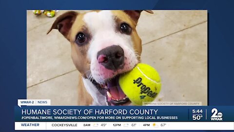 Lunch and Learn about training your dog through the Humane Society of Harford County