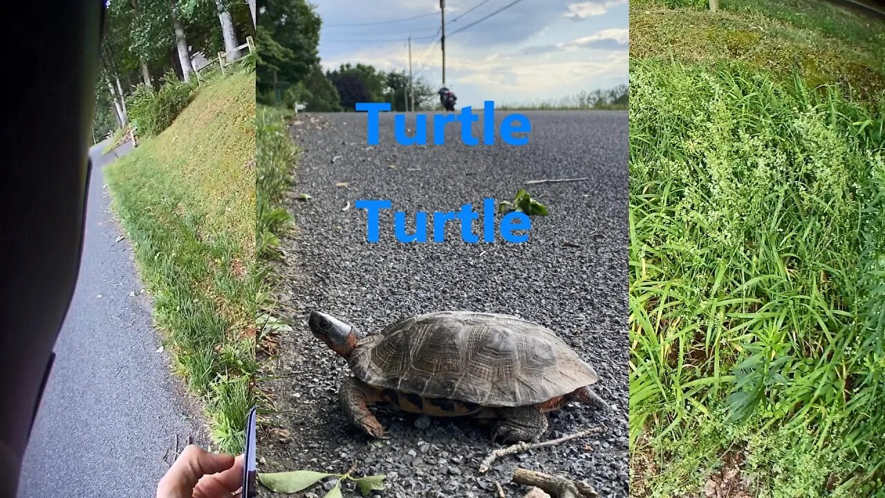 Funny motorcycle moments and helping a turtle cross the road #bikelife