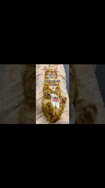 How My Cat Takes A Nap 😴