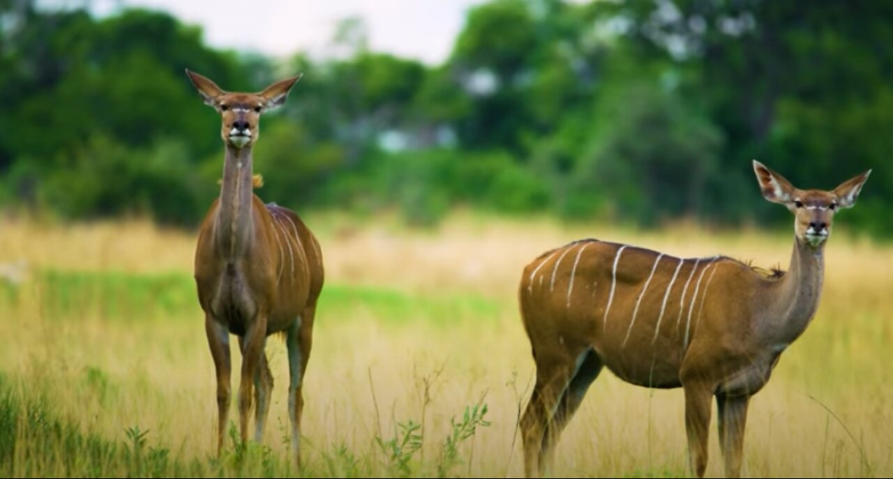 African Mammals Staring at Photographer