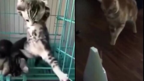 Top Funny Cat Videos of The Week - TRY NOT TO LAUGH 😻 #shorts