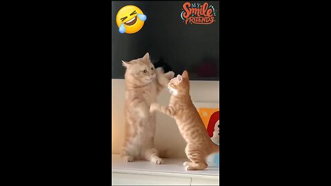 New Funny Videos 2024 😍 Funniest Cats & Dogs Videos