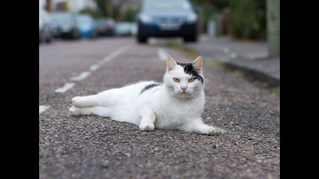 Insane Bike Cat Road Accident - Always Wear Helmet, You Can Get Yourself Injured