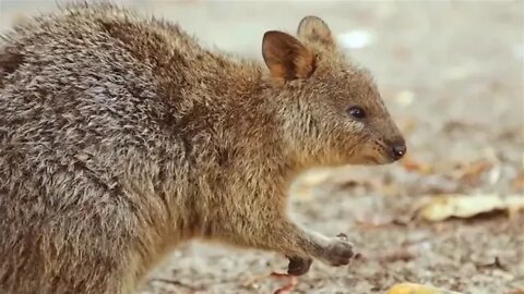 2 ==== AUSTRALIA TRAVEL DOCUMENTARY 35000km 4x4 Road Trip