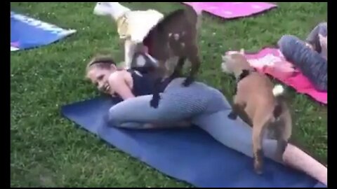 Beautiful girl doing yoga VS two goats