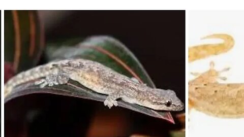 Lepidodactylus lugubris