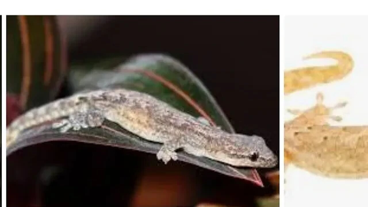 Lepidodactylus lugubris