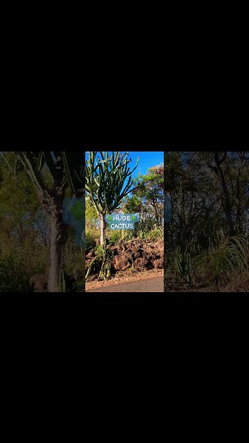 ANCIENT 🪨WALLS & JURRASIC CACTI 🌵#aloha #ancienthawai