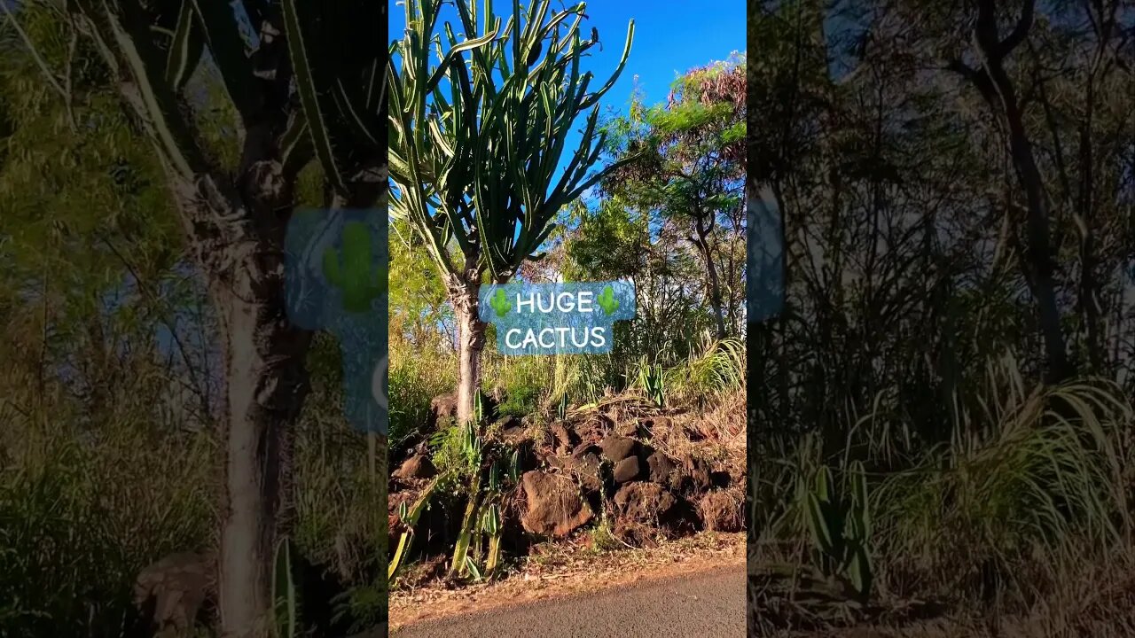 ANCIENT 🪨WALLS & JURRASIC CACTI 🌵#aloha #ancienthawai