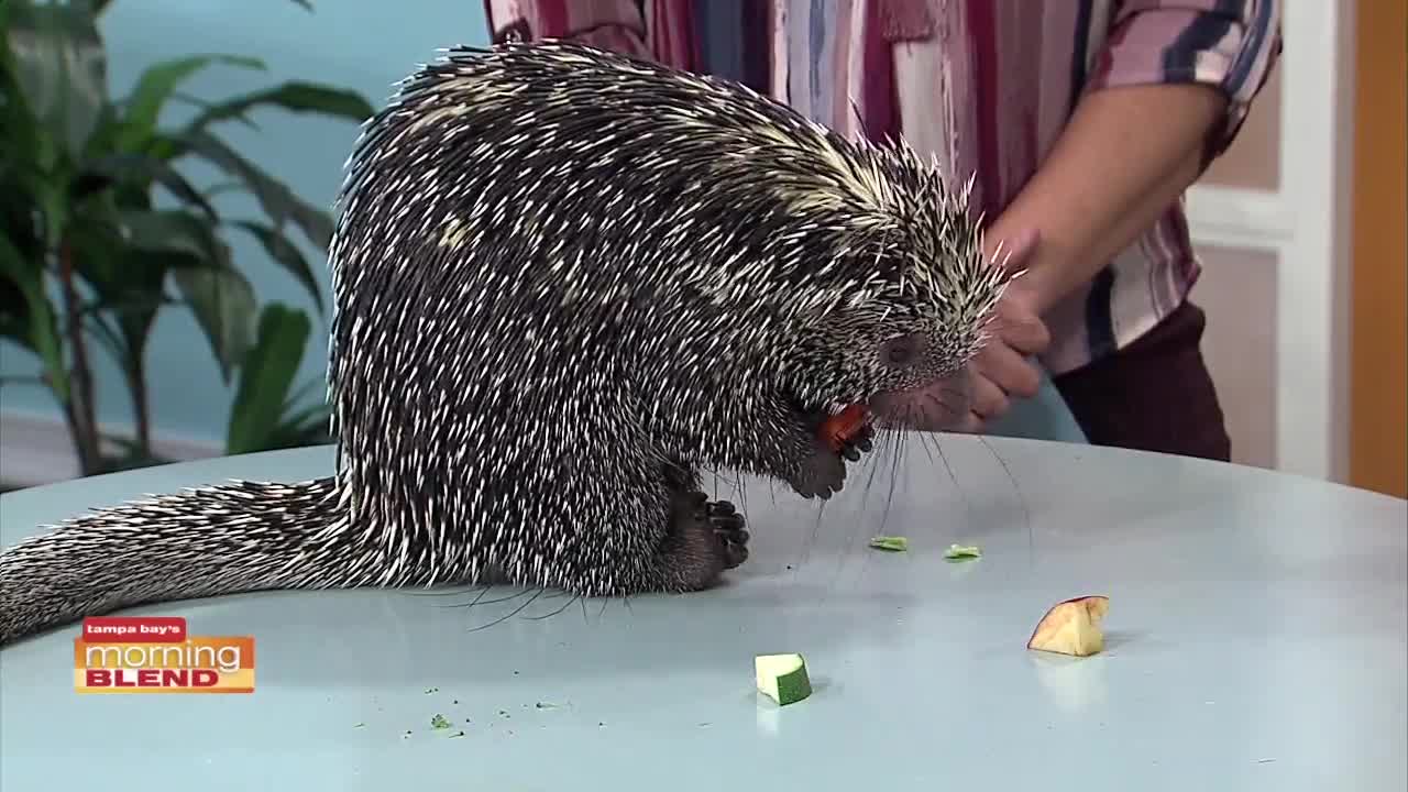 Zoo Tampa | Morning Blend