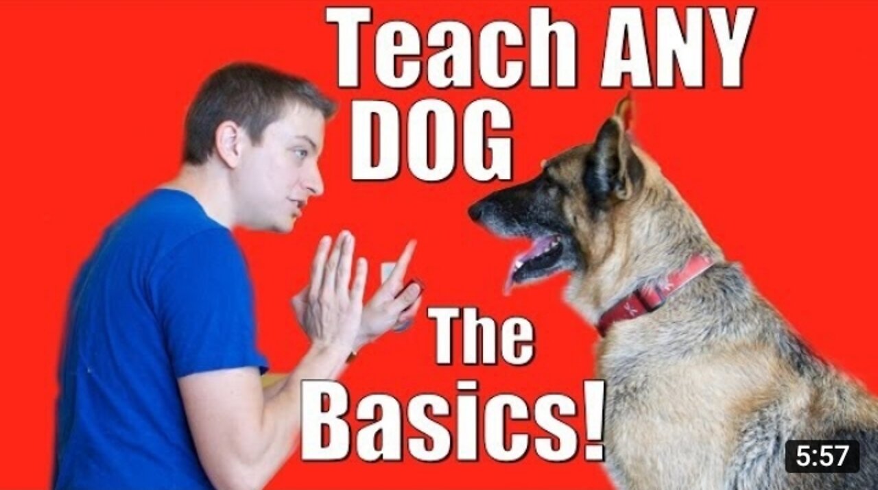 Dog Training 101: How to Train ANY DOG the Basics