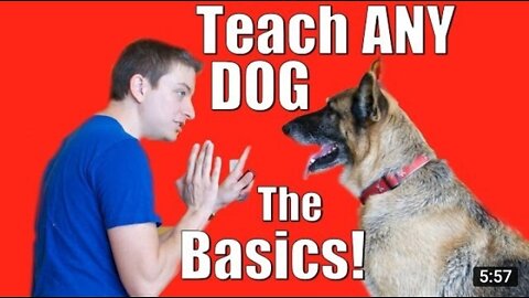 Dog Training 101: How to Train ANY DOG the Basics