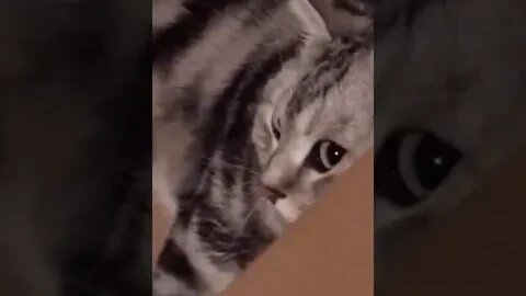 PLAYING CAT VIDEO MEAWWW