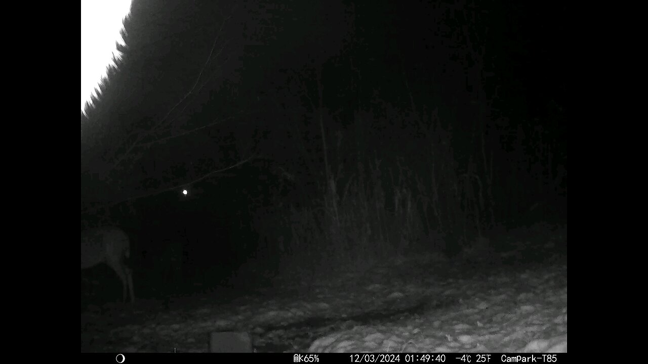 Deer Cam 12-03-2024