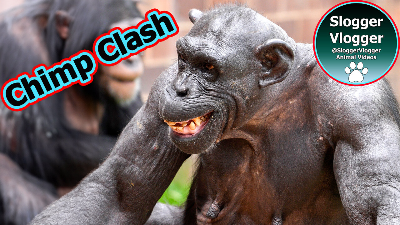 Chimpanzee Dylan Strikes Back - Assault on Alice Ignites Chaos