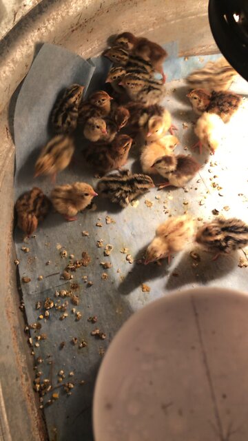 Baby Quail