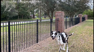 Galloping Great Dane Motivates Cyclist To Pick Up The Pace