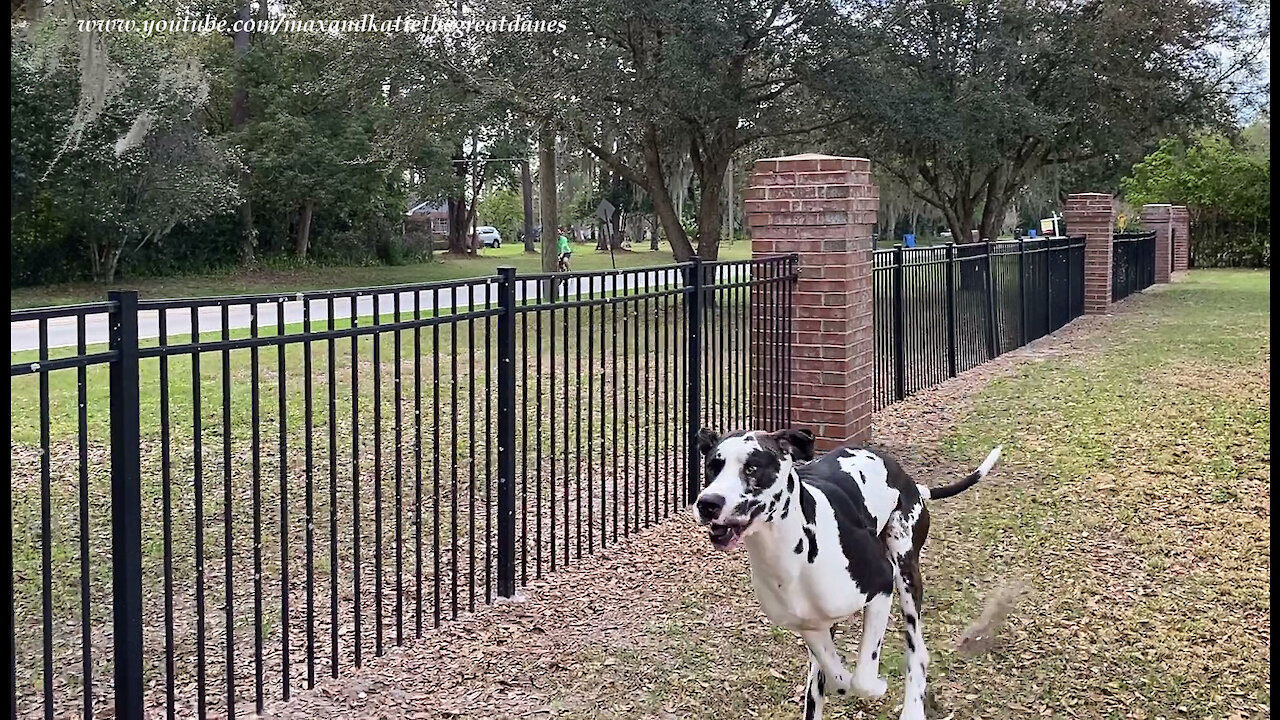 Galloping Great Dane Motivates Cyclist To Pick Up The Pace