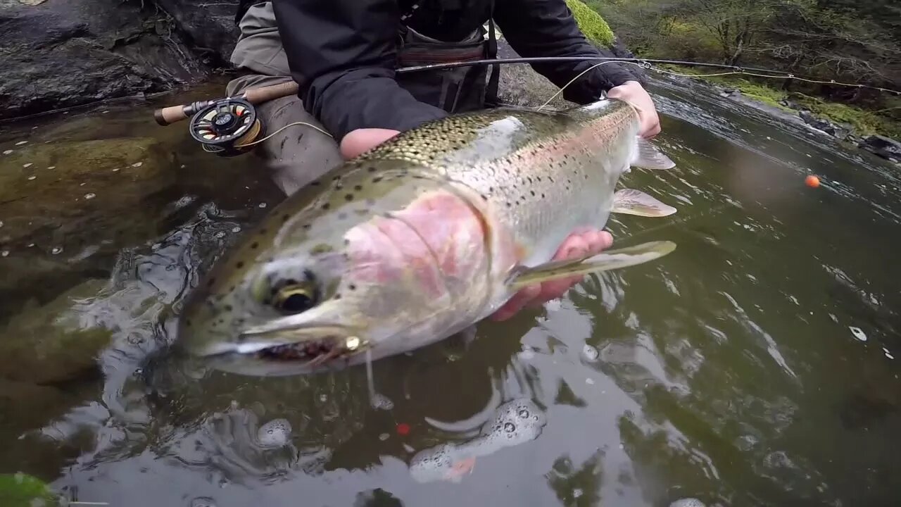 Fly Fishing For Steelhead In Washington & Oregon