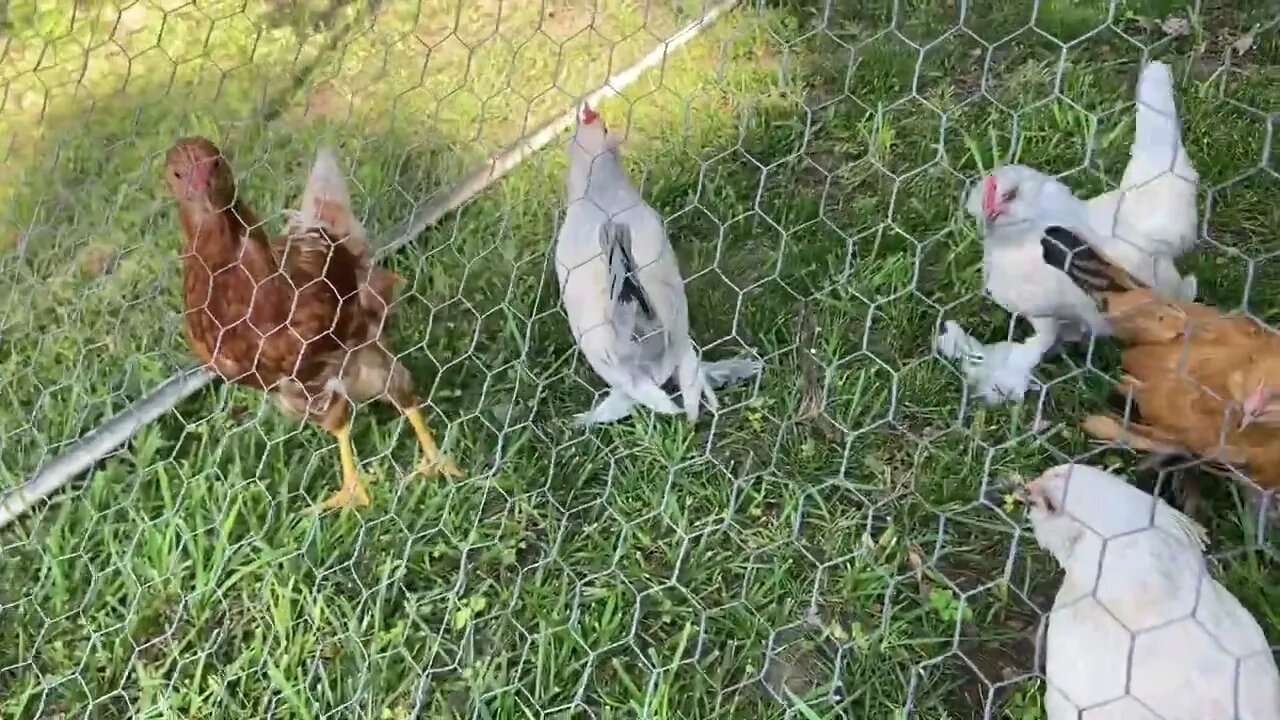 Size difference between my Bantams and and Regular size chickens 🐓