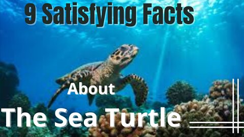 9 Satisfying Facts About Sea Turtle