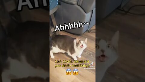 @petkingdomtiktok. 🤣🤣🤣🤣🤣🤣🤣🤣