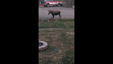 Chiborek the Belgian meets wild moose