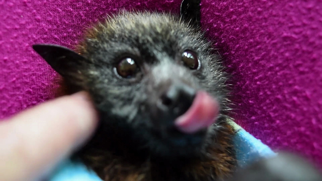 Orphaned baby bat loves to be pet