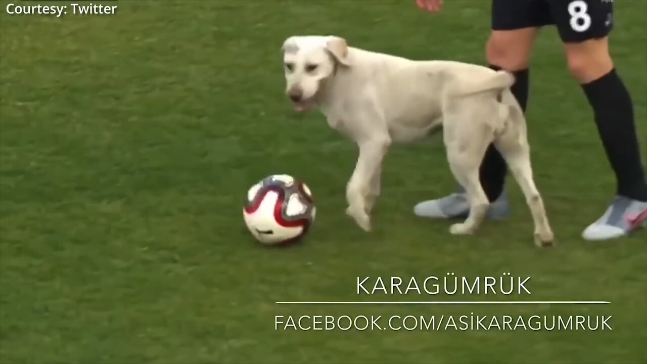 How a dog brought a football match to a halt