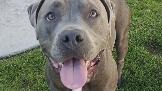 Pit bull ban lifted in Fruitland