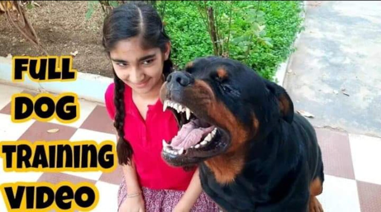 Dog showing all training skill with a beautiful girl♥