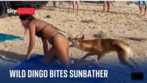 Australia Dingo bites sunbathing tourist in Queensland