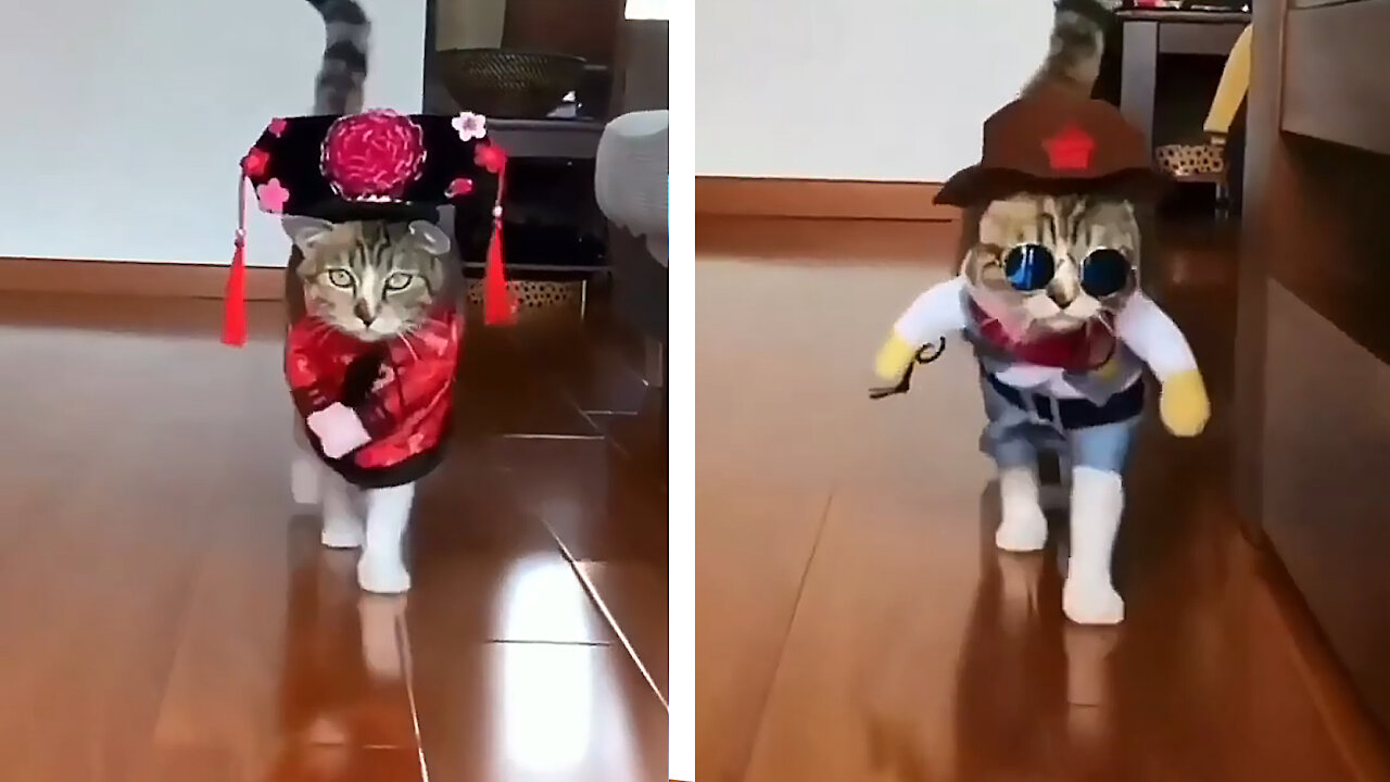 Cat Doing Ramp Walking by wearing Funny Costumes