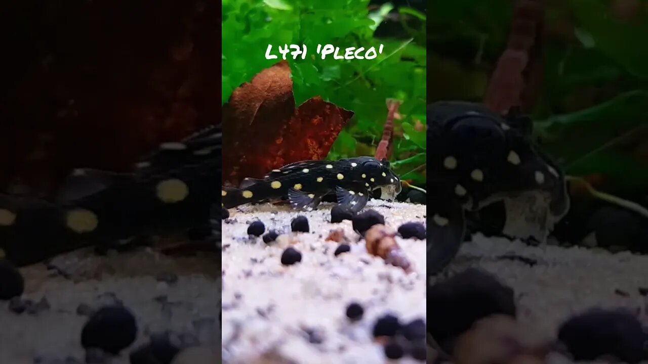 #pleco in a #plantedtank #hypancistrus L471. Mostly carnivorous. Max Length 6-7cm