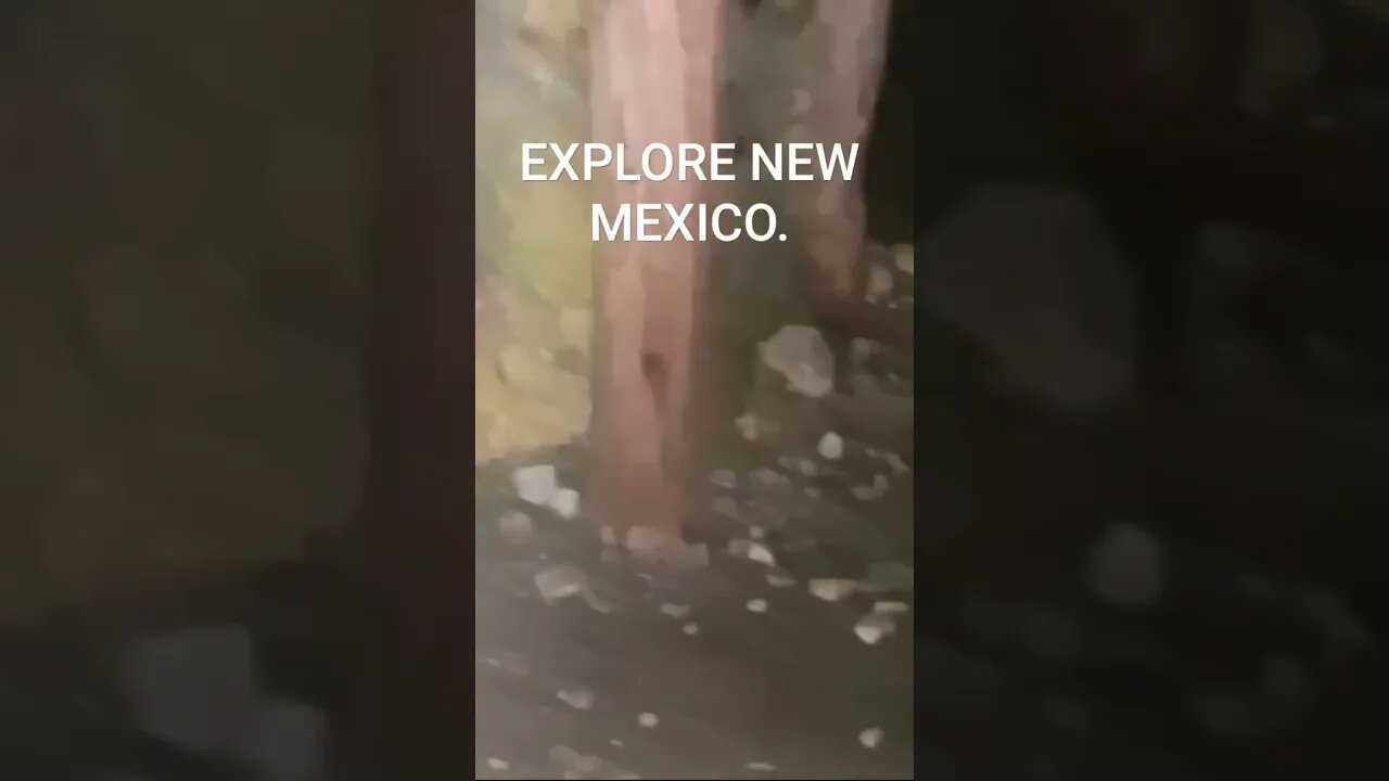 summer hiking. #shorts #hiking #newmexico