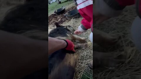 Our pigs love kids😊🐷 #loving #kunekune #farming #farmanimals #homestead #fy #fyp #home #happy