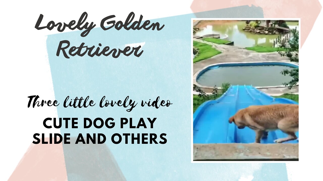 Golden Retriever 3 lovely videos , play slide and others