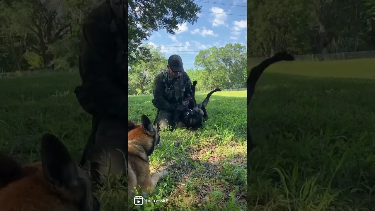 Tracking recap #malinoislovers #dutchshepherd