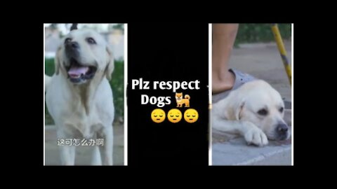 DOG SAVE BLIND MAN LIFE