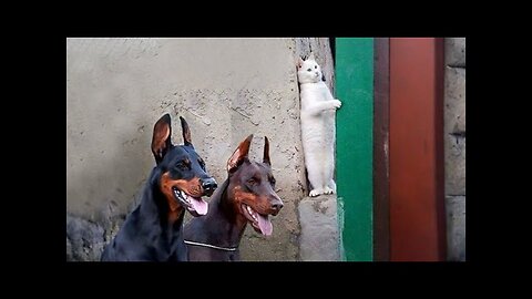 WORLD BEST FUNNIEST🤣 Dog vs men 🤣 funny video> Don't Try Laughing 🤣 clips